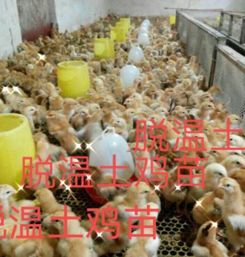 安陆市 脱温土鸡苗出壳苗