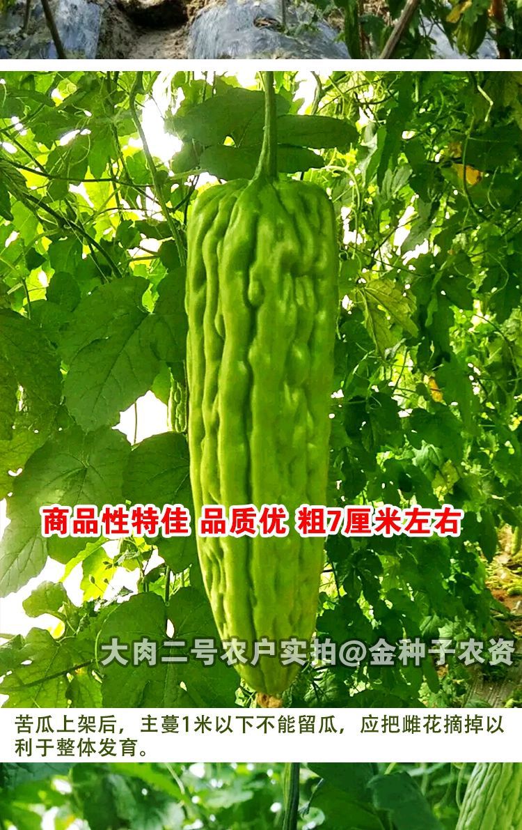 深圳大肉油绿苦瓜种籽早熟耐热四季易播绿油苦瓜种子蔬菜种子