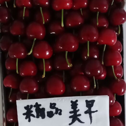 临朐县 山东潍坊大樱桃
