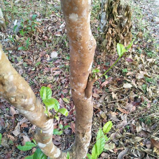 勐腊县普洱饼茶 易武