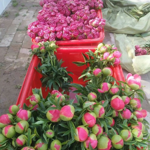 菏泽多花芍药 五月花神   鲜花上市