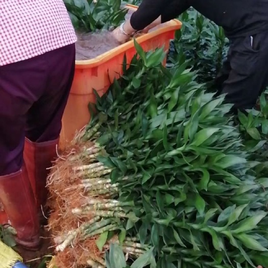 海口水培观音竹  观音盆栽室内办公书房客厅水培花卉吸甲醛净化空气