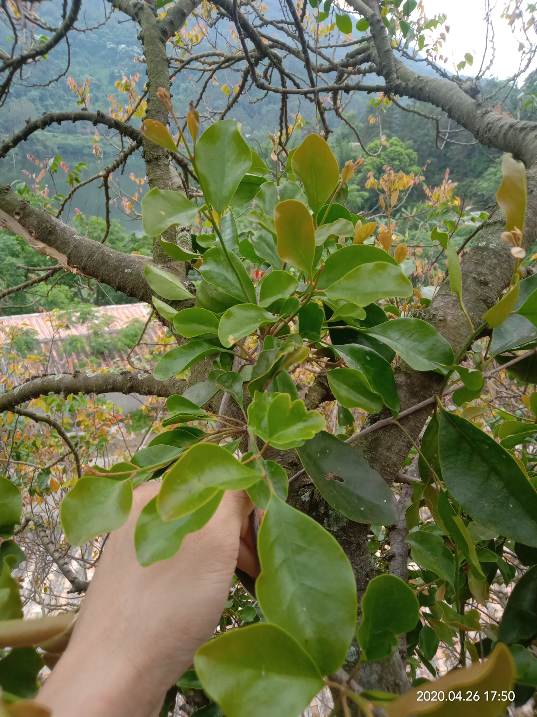 酸 杨桃寄生