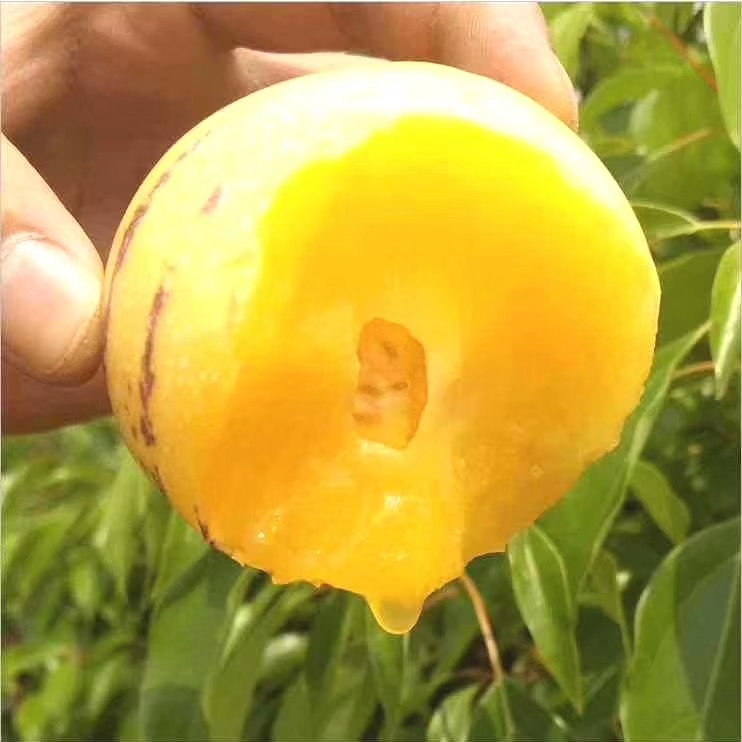 云南石林人参果之乡人参果圆果一件代发现摘现发，整车发货