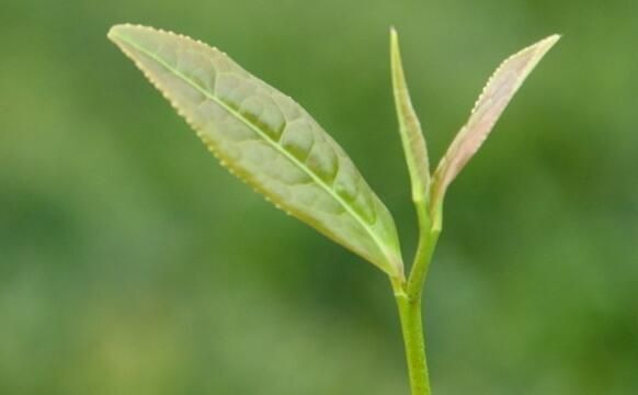 信阳 信阳龙潭毛尖-雨前茶
