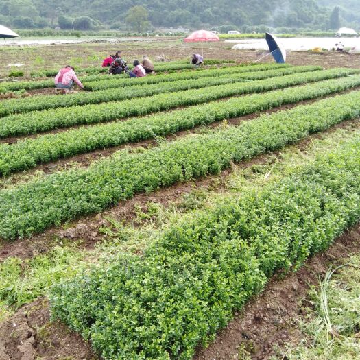 阳朔县枳实种苗 枳壳小苗