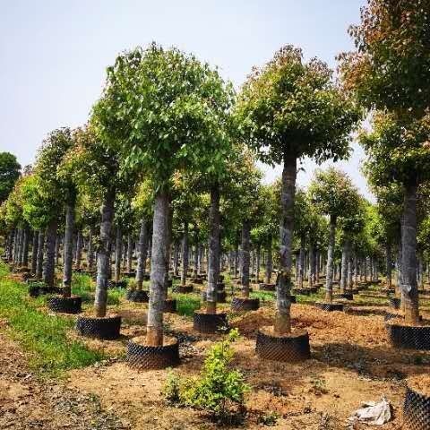 益阳 15－20袋苗移栽香樟