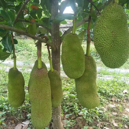 灵山县一号菠萝蜜苗 矮化品种盆栽一年挂果高、优质、干包的成
