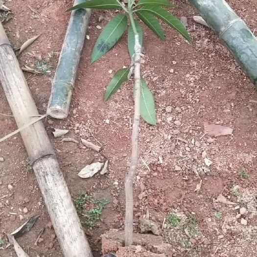 灵山县 各种嫁接芒果苗