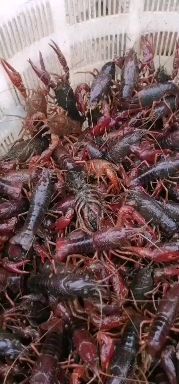 合肥青壳小龙虾 出售炮头龙虾
