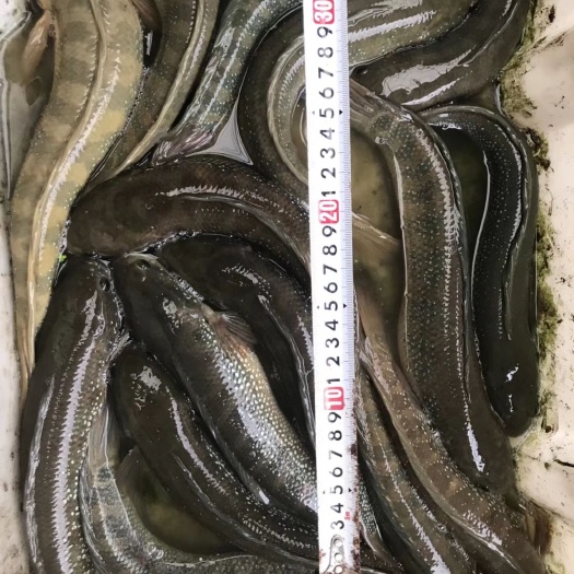 北海七星鱼苗 斑星鱼七星鱼大帆星月星鱼星点雷龙批发