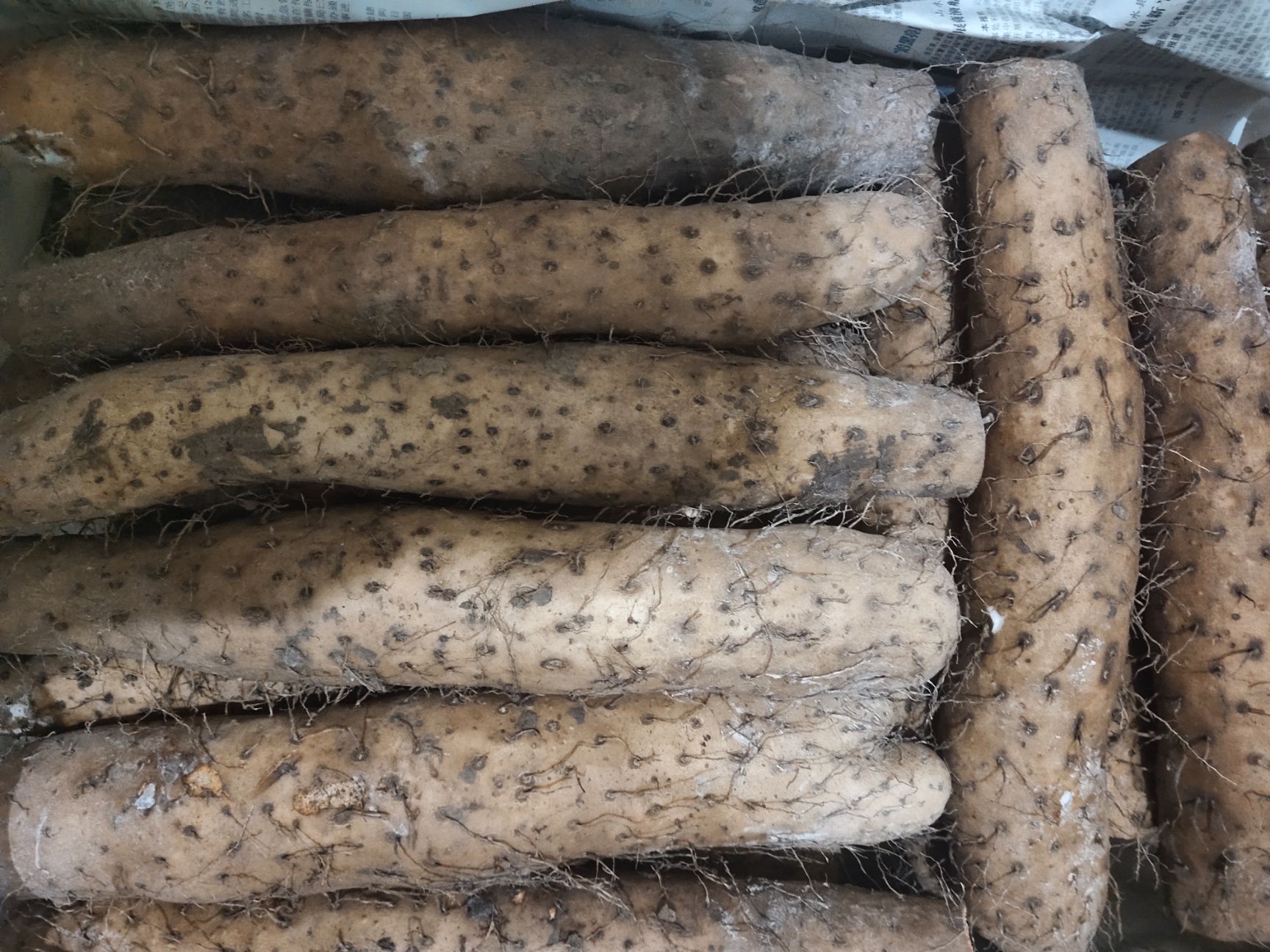 白玉山药 40~50cm