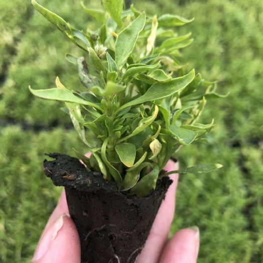 开封 您好:开封种植基地，大量供应红草、绿草、佛甲草、三七，松塔