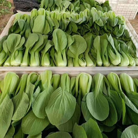 曹县北方小油菜 精品小颗
