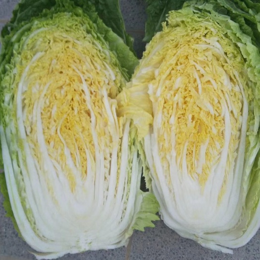 定州市 玲珑黄，春黄白菜大量上市了，大颗，小颗都有白菜，甘蓝大落价