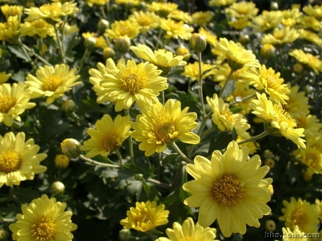 宣恩县香菊苗 神农香菊花种苗，