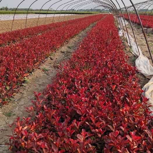 固镇县 红叶石楠绿化苗木，大杯苗小杯苗，一年，两年三年大苗均有