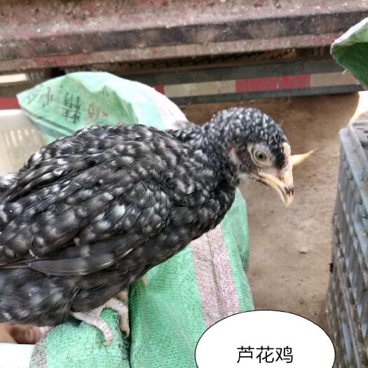 莘县 出售脱温鸡，品种多，芦花，笨鸡，乌鸡，良凤花公，母，黑凤