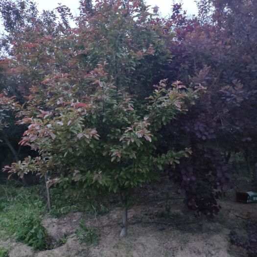 蚌埠 苗圃到期，急售3-5公分红栌黄栌，便宜卖，打包价。尽快联系