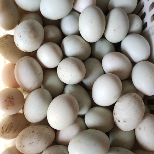 南京白羽青壳鸭蛋 食用 箱装
