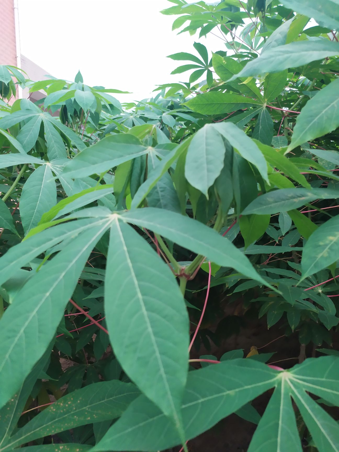  新鲜食用木薯叶 面包木薯叶子