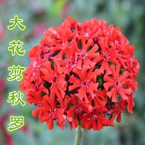 沭阳县 大花剪秋罗种子红色景观花种 观赏花卉种子室内阳台庭院种植