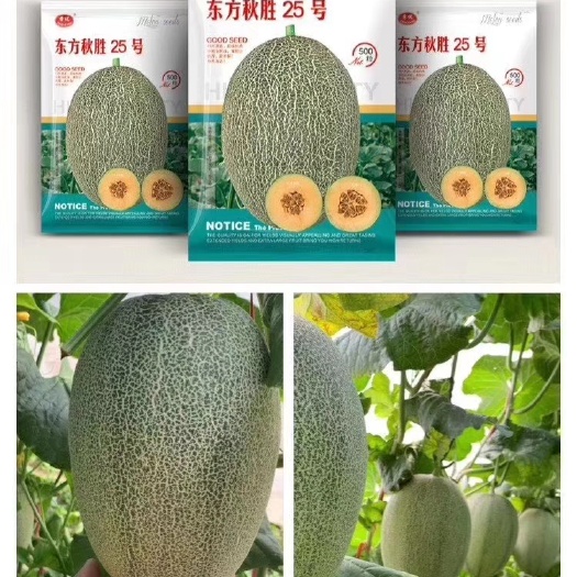 扶沟县新疆哈蜜瓜种子  东方秋胜25号~中粗耐裂果抗早衰抗病果腔