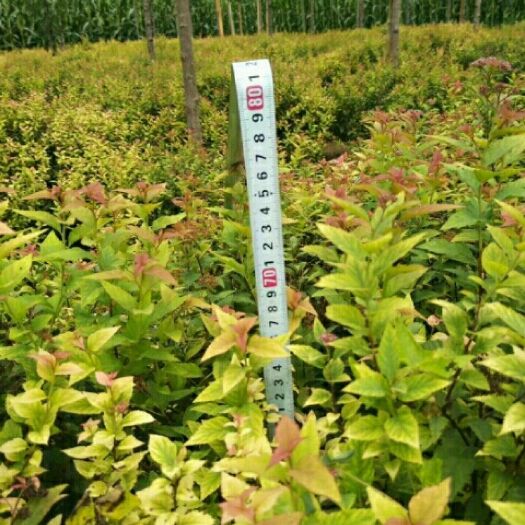 荣成市 绣线菊