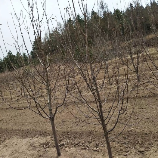 围场县寒富苹果树苗 123果树苗