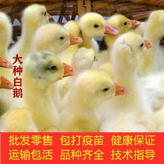 上海 小鹅活苗大白鹅活苗包邮幼鹅仔鹅三花鹅皖西杂交四季鹅蛋鹅苗狮头