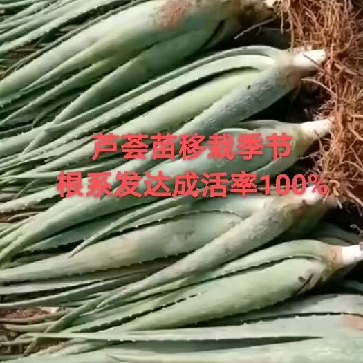 商水县 库拉索芦荟基地芦荟苗可基地考察