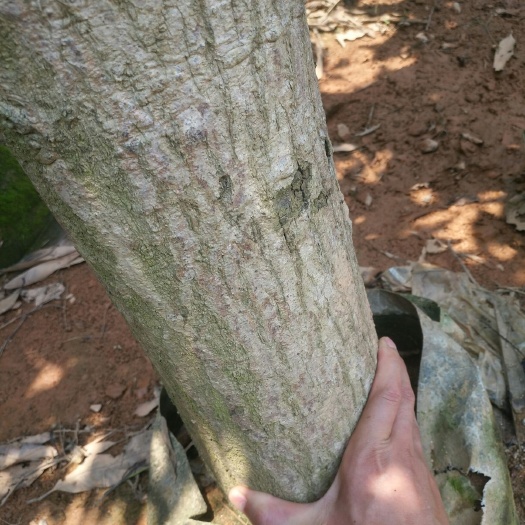 灵山县 绿化工程本地金穗芒大苗芒果苗