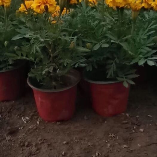 孔雀草