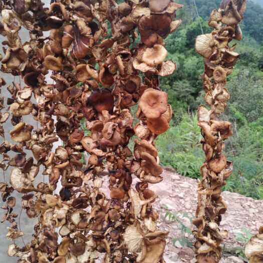 防城港 香菇、东菇