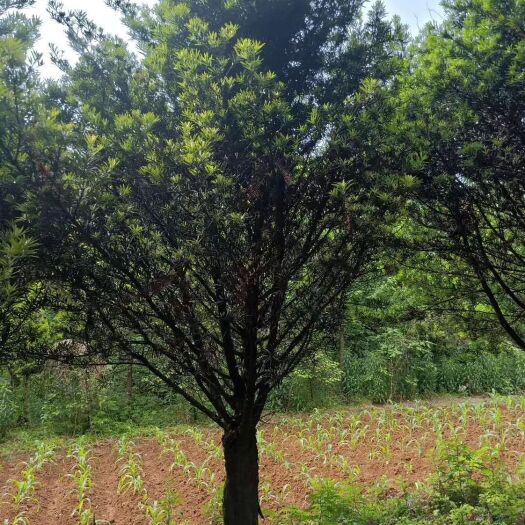 全州县 罗汉松