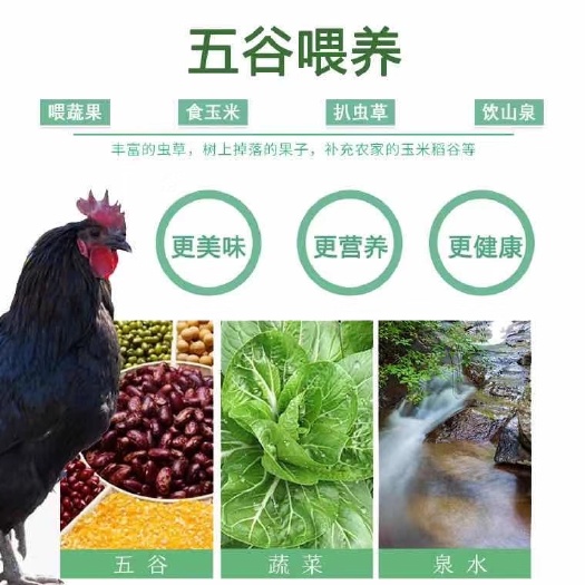 毕节 贵州海拔两千多米的绿壳鸡蛋