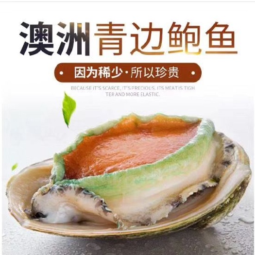 深圳 澳洲青边鲍5-6头