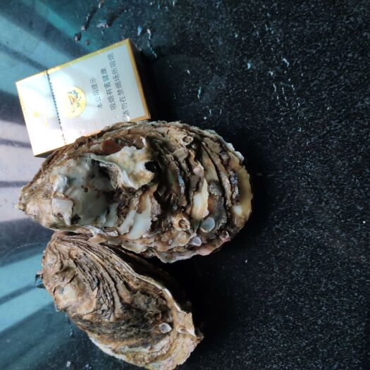 福州生蚝 纯正生蚝，清甜，润滑，柱大，肉结实。