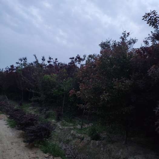 蚌埠 苗圃到期，急售3-5公分红栌黄栌，便宜卖，打包价。尽快联系