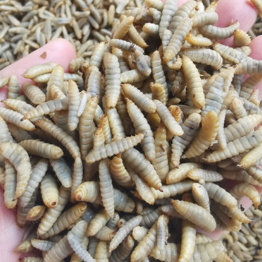 大邑县 无菌冷鲜黑水虻水产龙虾螃蟹甲鱼鲈鱼黄辣乌鱼蛋白饲料常年供应