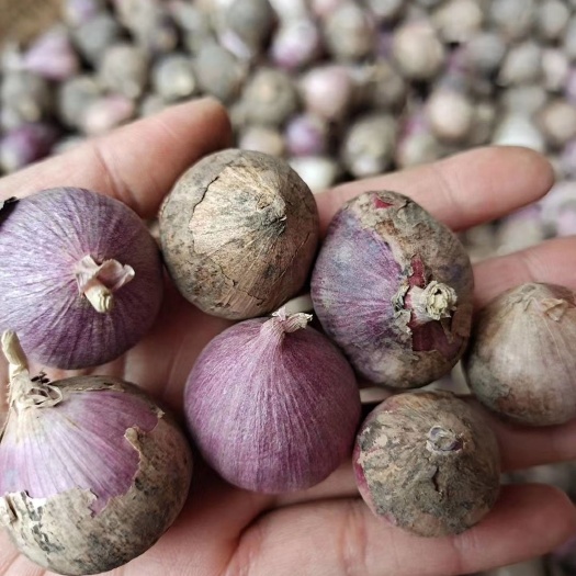 昆明独蒜专场【坏损包赔包邮到家】紫皮独头蒜电商一件代发