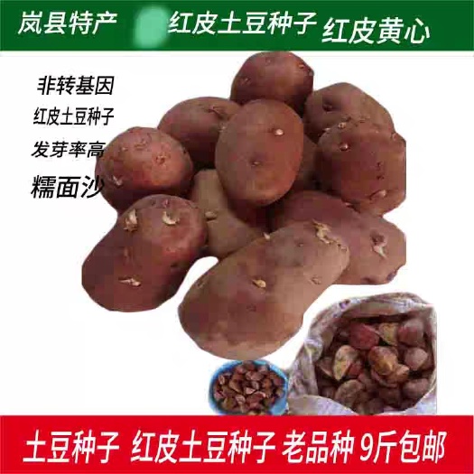 青薯9号土豆种子  山西岚县土豆种子，红皮土豆种青薯9号黄皮