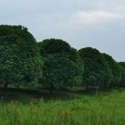 浏阳市 17公分，18公分的精品丹桂