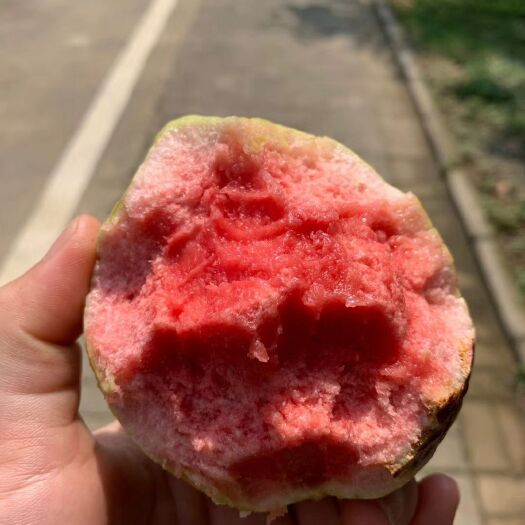 博罗县 红心芭乐