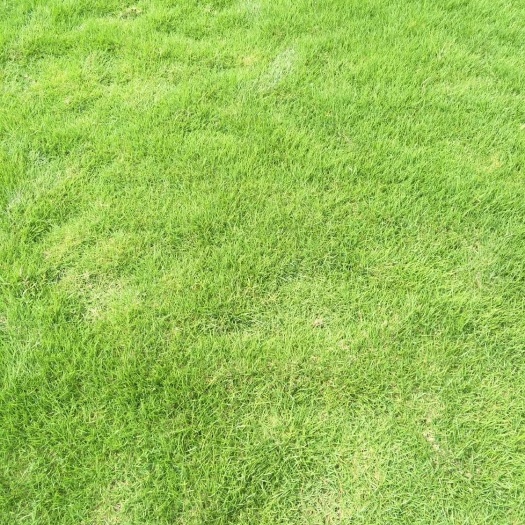 连江县马尼拉草皮  大量供应福建草皮