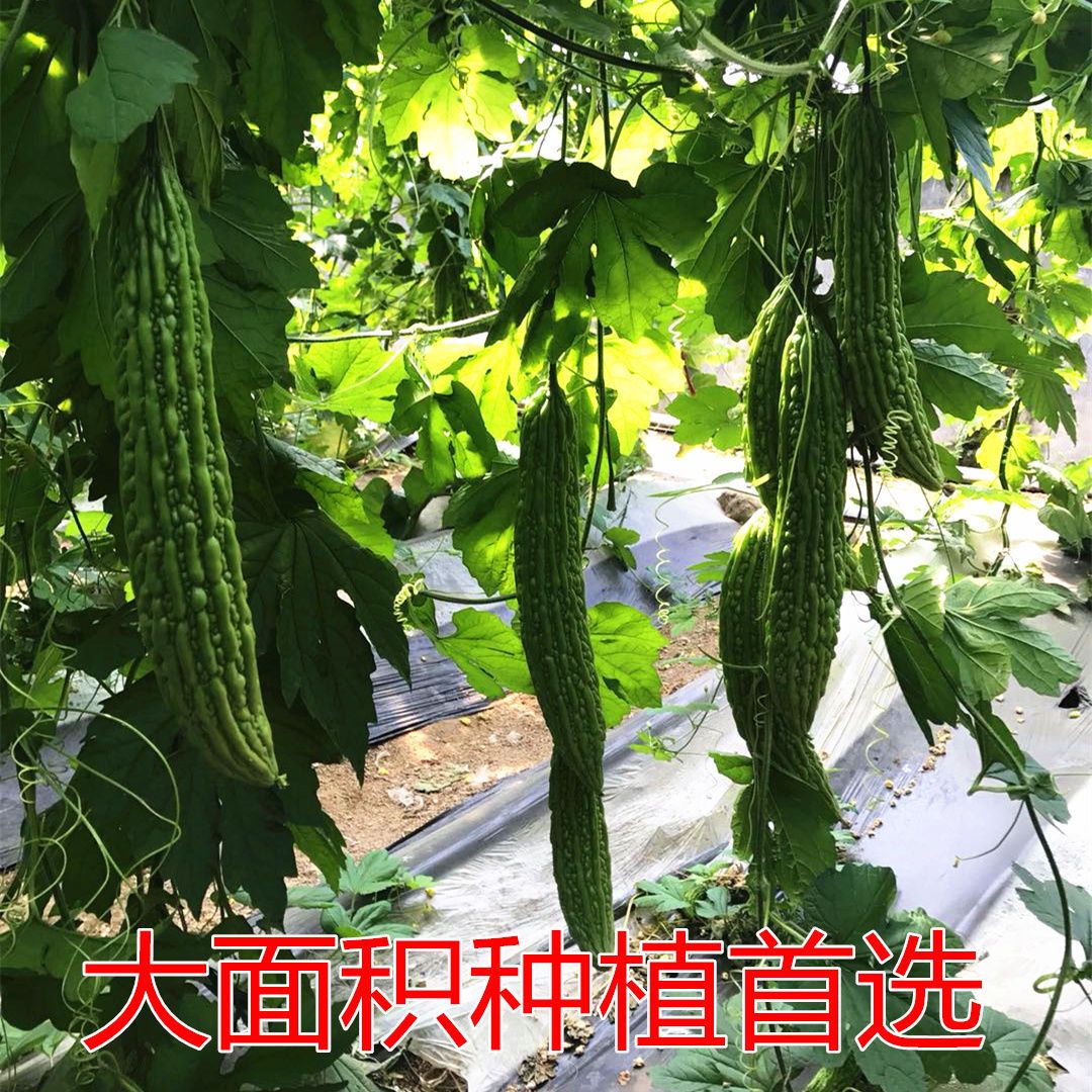 深圳大肉油绿苦瓜种籽早熟耐热四季易播绿油苦瓜种子蔬菜种子