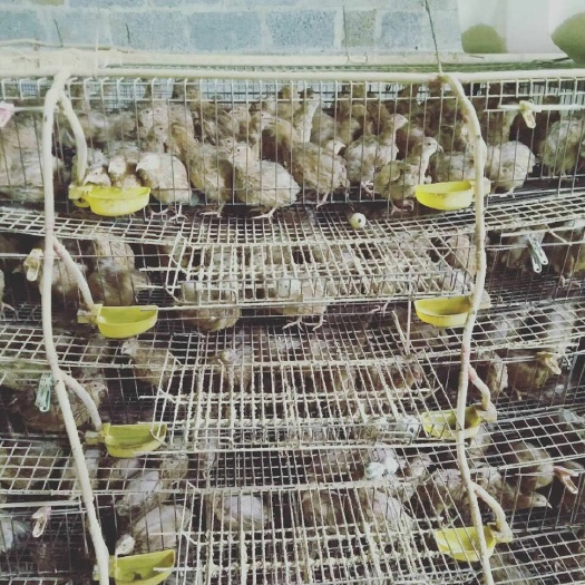 南宁 供应鹌鹑，量大从优