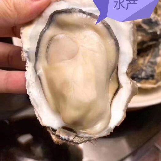 东港市大连生蚝 生蚝