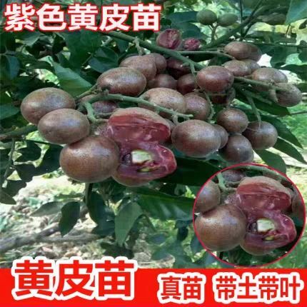 灵山县甜黄皮苗 新品种，新品种，新品种紫肉黄皮苗！