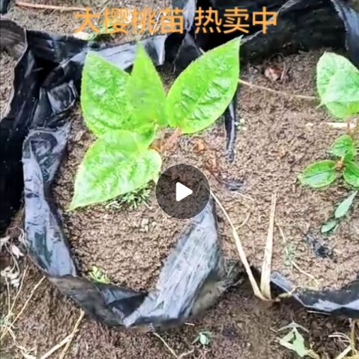 海城市软枣猕猴桃苗 软枣猕猴桃种苗